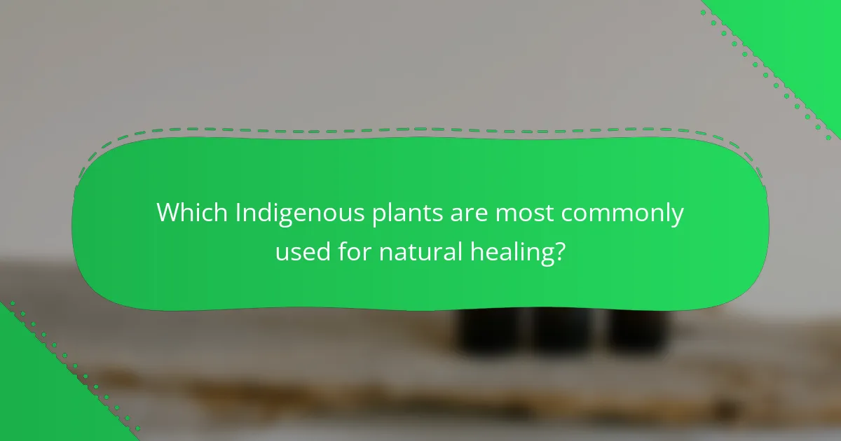 Which Indigenous plants are most commonly used for natural healing?
